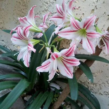 Anyfantis